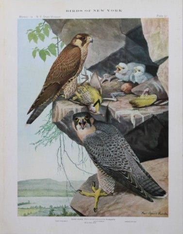 L. Agassiz Fuertes - Chromolithographie représenta