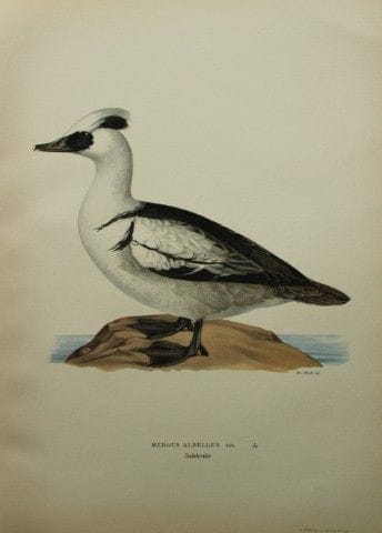 M. von Wright - Lithographie in-folio représentant