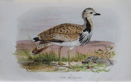 E. Neale - L’outarde houbara, tiré de *Game Birds 