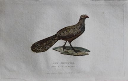 Baron Cuvier - Chinquis, 1829.

Cette gravure anci