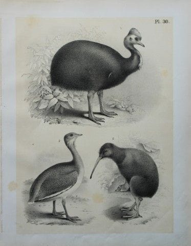 Theodore Jasper - Cassowary, Kiva-kiva and Great B
