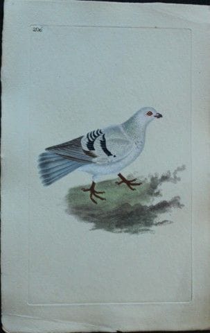 Edward Donovan - Gravure coloriée à la main représ