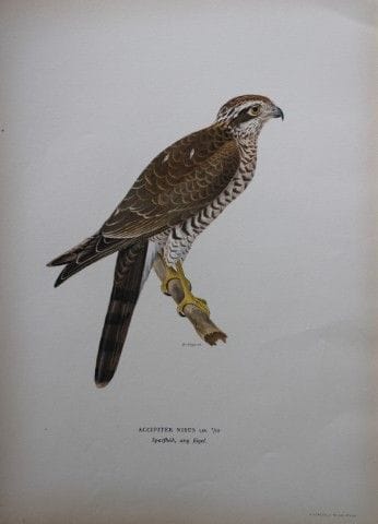 M. von Wright - Lithographie in-folio représentant