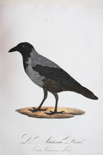 JC Susemihl - Corneille noire (Corvus cornix), 180