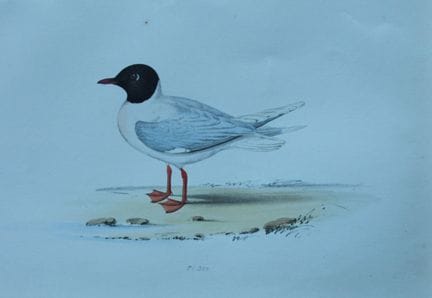 H.L. 迈耶——1857年《小鸥》彩色石版画。

这幅版画出自亨利·伦纳德·迈耶之手，选自威利斯与