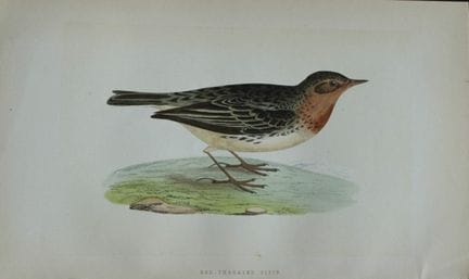 Charles Bree - Gravure coloriée à la main représen