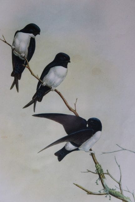 John Gould - Martin du Népal, tiré de *Birds of As