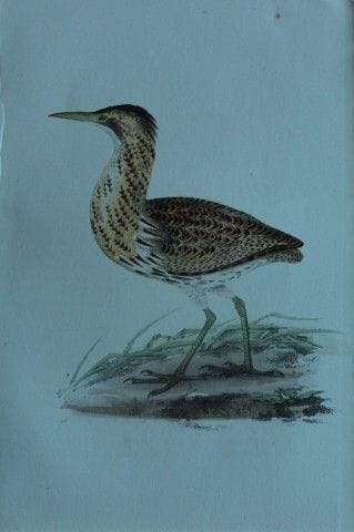 H.L. 迈耶——1857年《大鹭》石版彩印画。

这幅版画出自亨利·伦纳德·迈耶之手，选自威利斯与