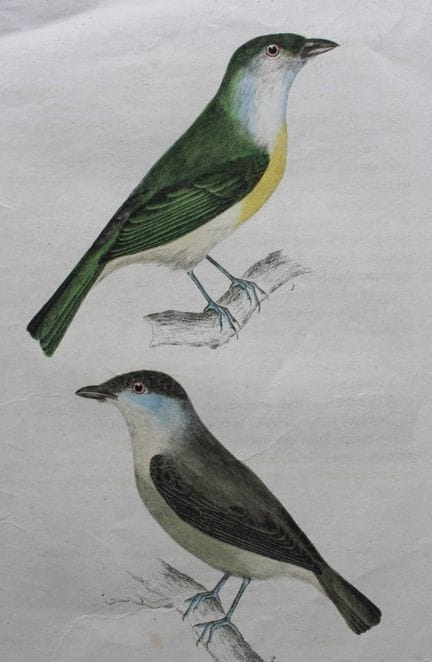 Jardine & Selby - Engraving of Vieillot’s Tityra f