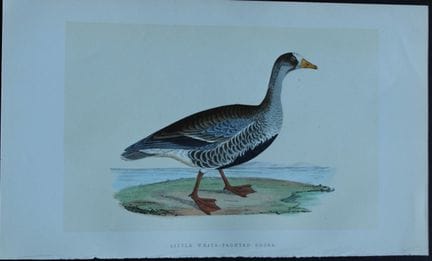 Charles Bree - Gravure coloriée à la main représen