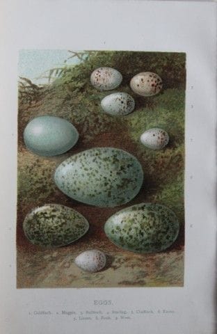 A.F. 莱登——《鸟蛋》，1883年。

这幅石版彩色印刷版画出自沃尔特·斯韦斯兰德所著的《常见的