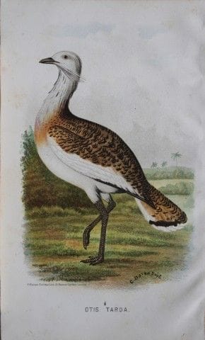 C. Davenport - Grande outarde, tirée de *Game Bird
