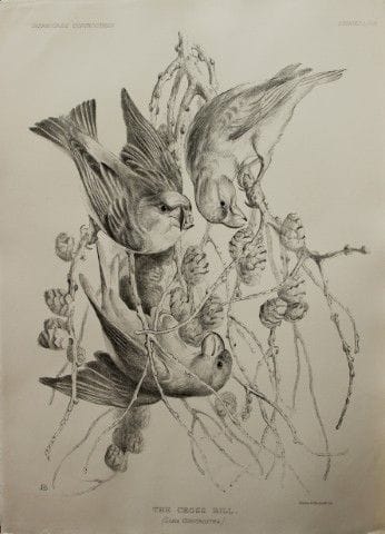 Mme Jemima Blackburn - Lithographie représentant l