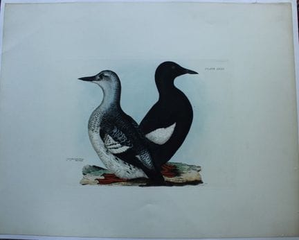 普赖多·J·塞尔比——1821年版黑海鹦珍稀对开版画。

这幅珍稀的手工上色铜版画出自普赖多·约翰·