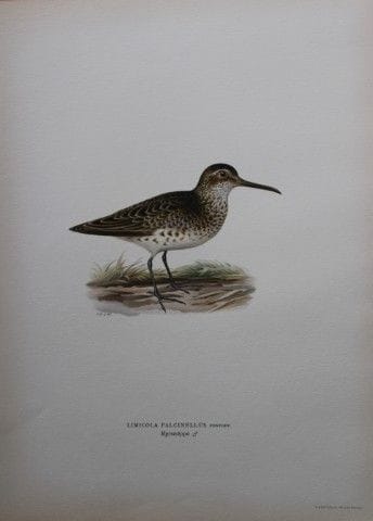 M. von Wright - Lithographie in-folio représentant
