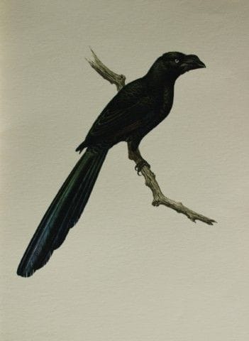 Amuchastegui - Lithographie représentant un ani à 
