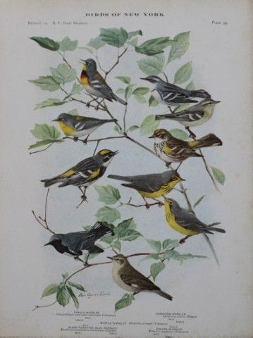 L. Agassiz Fuertes - Chromolithographie représenta