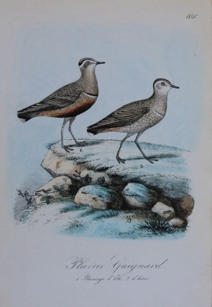 Charles Dubois - Lithographie rare représentant un
