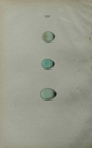 W. Hewitson – Gravure coloriée à la main représent