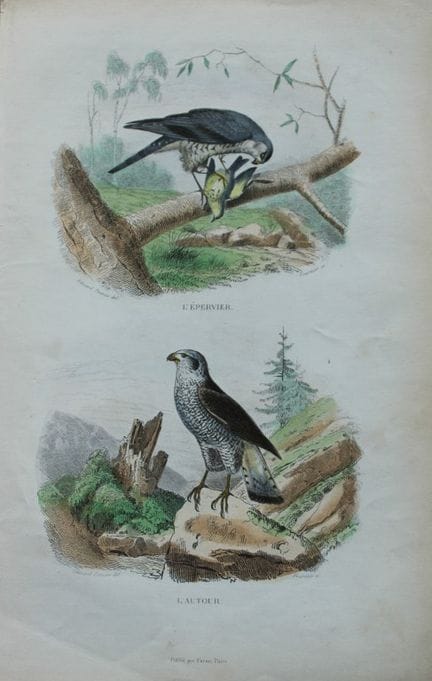 Edouard Travies - Engraving of Sparrowhawk and Gos