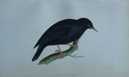 Charles Bree - Gravure coloriée à la main représen