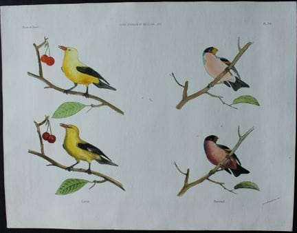 Victor Adam - Lithographie « Cours d'oiseaux et pa