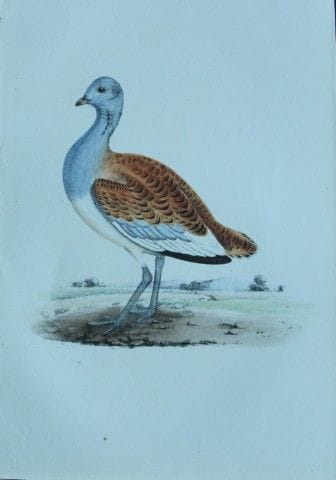 HL 梅耶——1857年大鸨的彩色石版画。

这幅版画出自亨利·伦纳德·梅耶之手，选自威利斯与索瑟恩