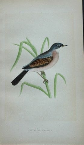 Charles Bree - Gravure coloriée à la main représen