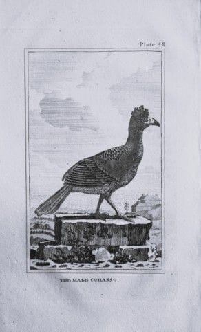 Buffon - Gravure représentant Curaçao en 1812.

Ce