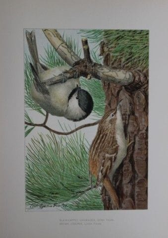 L. Agassiz Fuertes - Mésange à calotte noire, 1903