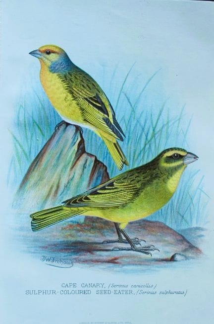 FW Frohawk - Antique print of foreign finches 1899