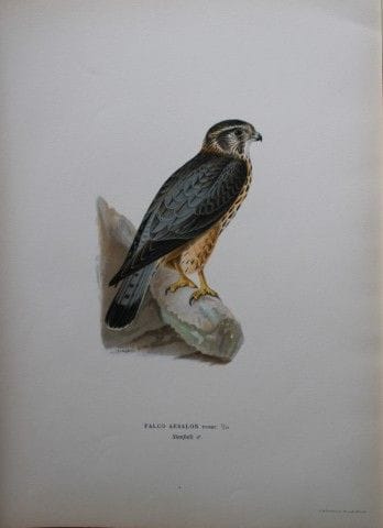 M. von Wright - Lithographie in-folio représentant
