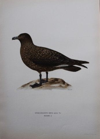 M. von Wright - Lithographie in-folio représentant