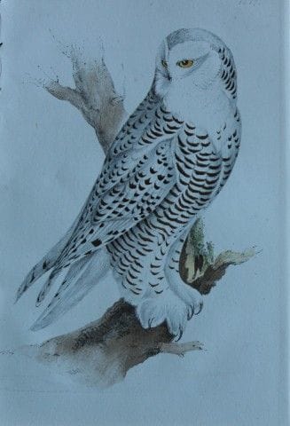 H.L. 梅耶——1857年雪鸮彩色石版画。

这幅版画出自亨利·伦纳德·梅耶之手，选自威利斯与索瑟
