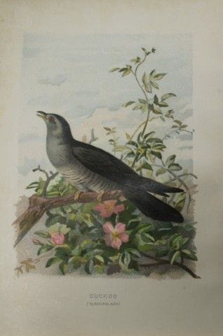 Archibald Thorburn - Coucou, 1883.

Cette planche 