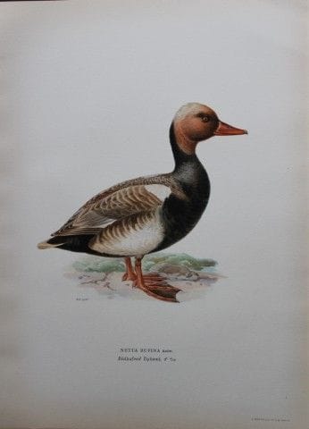 M. von Wright - Lithographie in-folio représentant