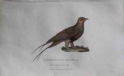 Baron Cuvier - Tétras hétéroclite, 1829.

Cette gr