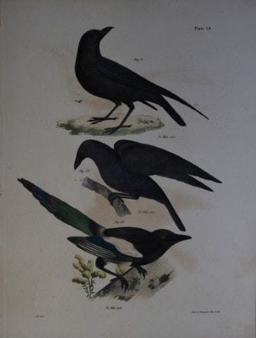詹姆斯·E·德凯——第XXIV版 《乌鸦、普通乌鸦与喜鹊》 1844年。

这幅独具匠心且引人注目的