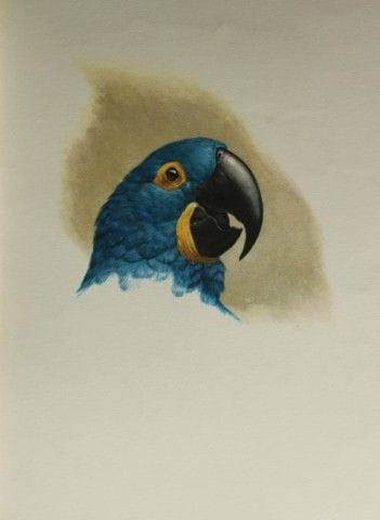 Amuchastegui - Lithographie d'un ara hyacinthe, 19