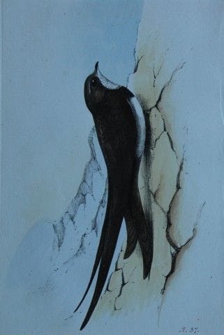 H.L. 迈耶——1857年《阿尔卑斯雨燕》石版彩印画。

这幅版画出自亨利·伦纳德·迈耶之手，选自