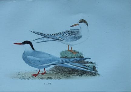 H.L. 迈耶——1857年北极燕鸥彩色石版画。

这幅版画出自亨利·伦纳德·迈耶之手，选自威利斯与