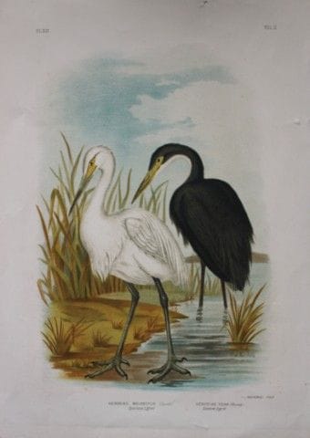 Broinowski - Chromolithographie représentant des a