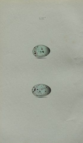 W. Hewitson – Gravure coloriée à la main représent