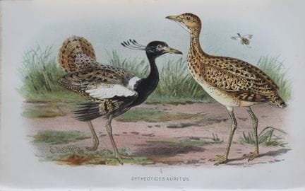 E. Neale – Petit outard, tiré de *Game Birds of In