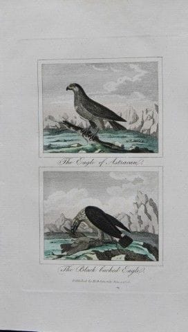 Buffon - Engraving of Eagles 1808.

This hand colo
