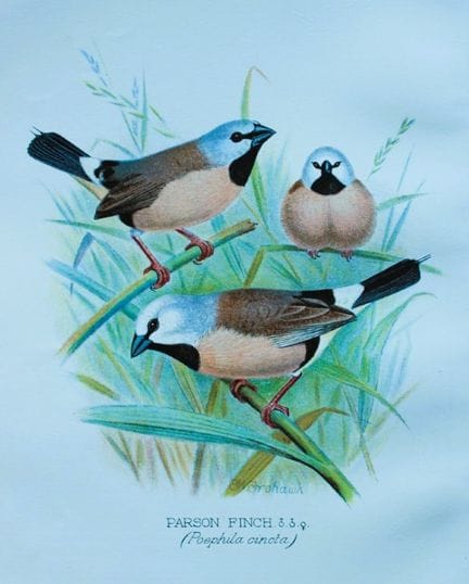 FW Frohawk - Antique print of foreign finches 1899