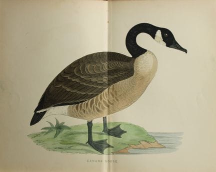 Beverley Morris - Lithographie représentant une oi