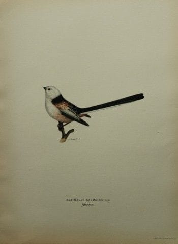 M·冯·赖特——1924年《长尾山雀》对开石版画。

这幅手工上色的石版画出自马格努斯、威廉和费迪南
