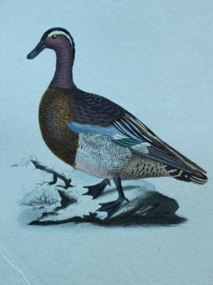 Edward Donovan - Gravure coloriée à la main représ