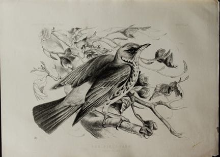 Mme Jemima Blackburn - Lithographie représentant l